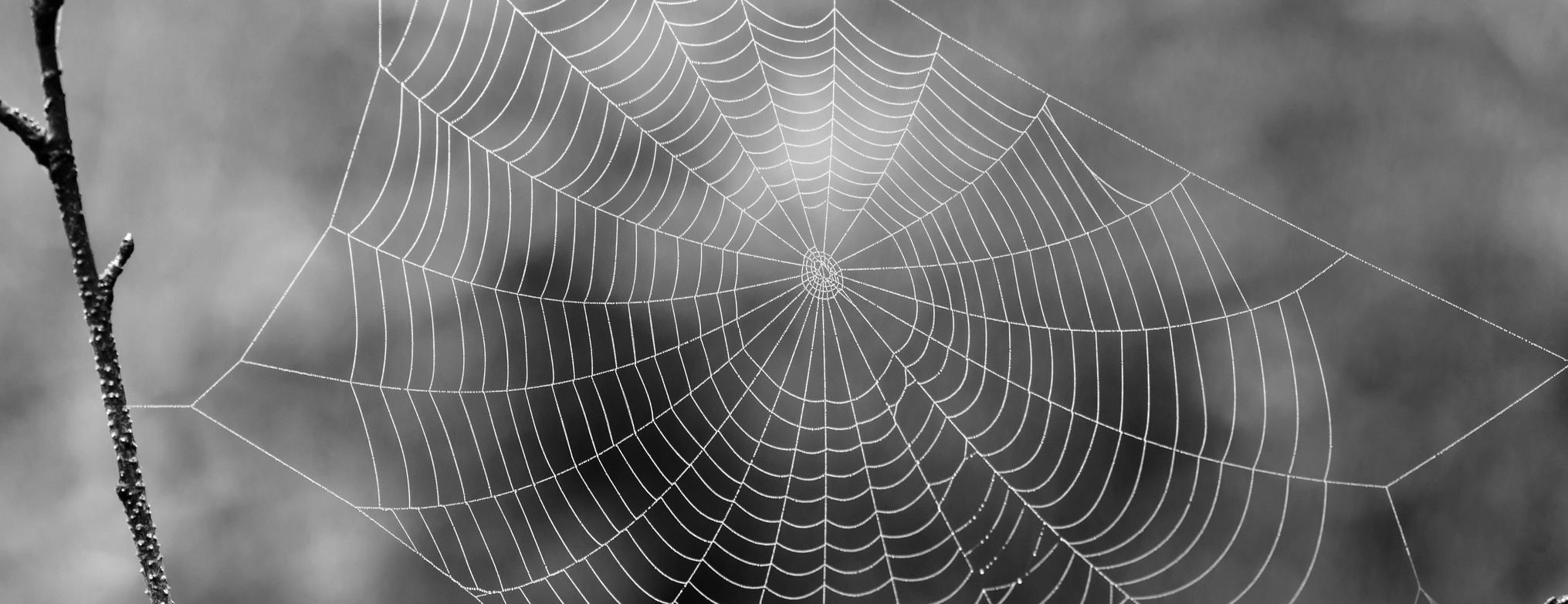 Чёрно-белая фотография паутины.