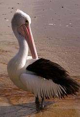 Пеликан на пляже.
